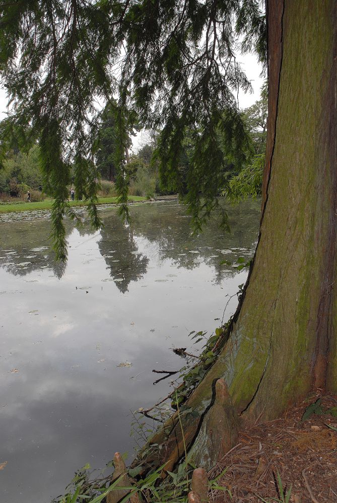 Cupressaceae Taxodium distichum