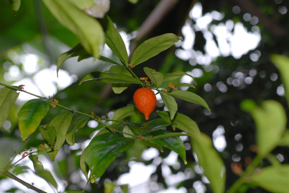 Celastraceae Salacia lehmbachii