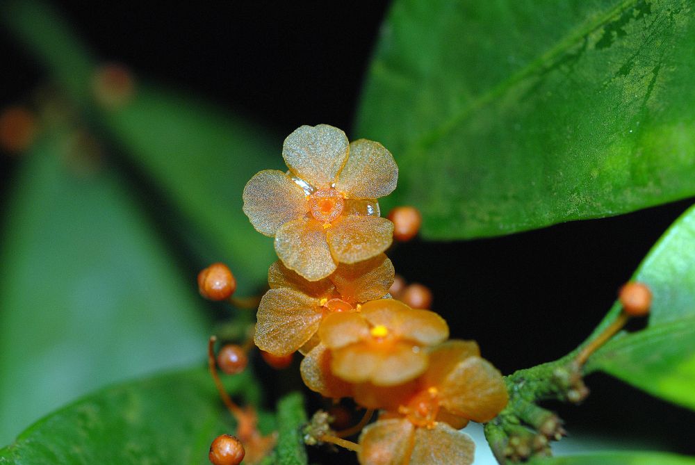 Celastraceae Salacia lehmbachii