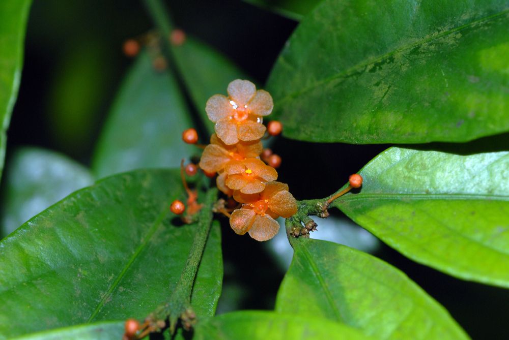 Celastraceae Salacia lehmbachii