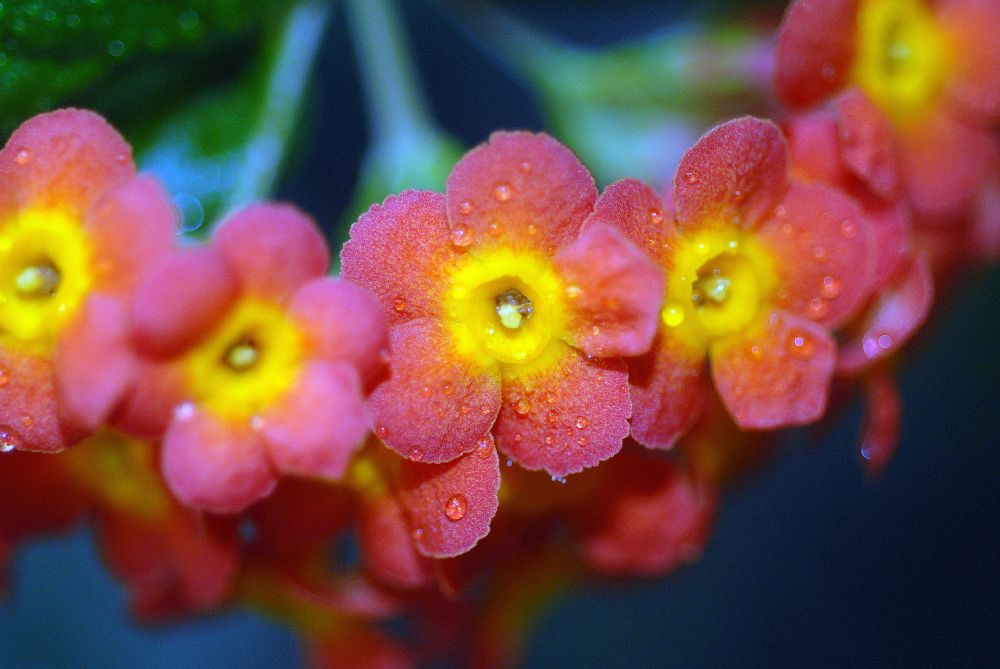 Rubiaceae Rondeletia odorata
