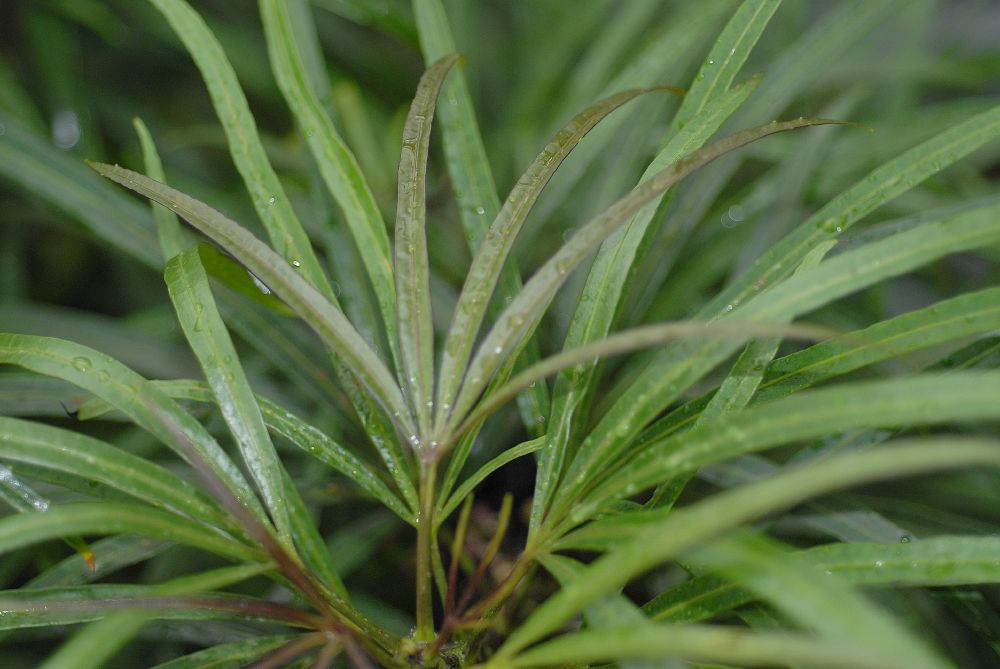 Araliaceae Osmoxylon lineare