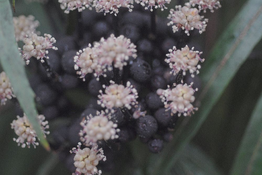 Araliaceae Osmoxylon lineare