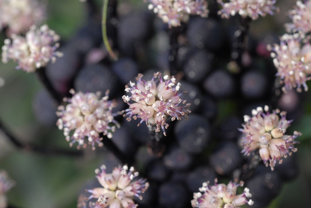 Araliaceae Osmoxylon lineare
