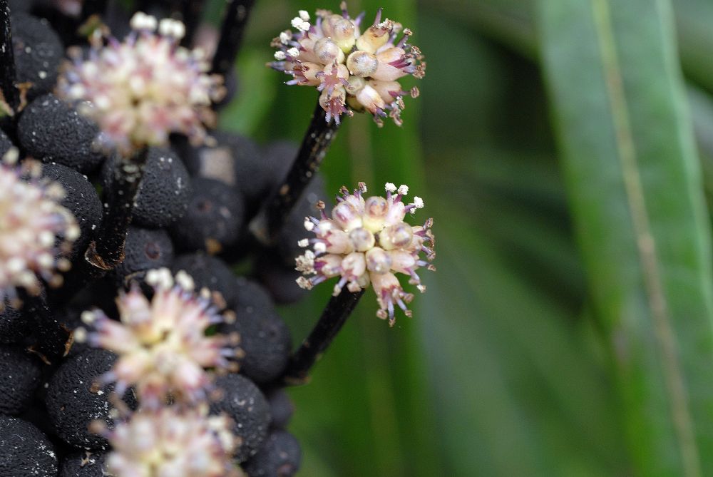 Araliaceae Osmoxylon lineare