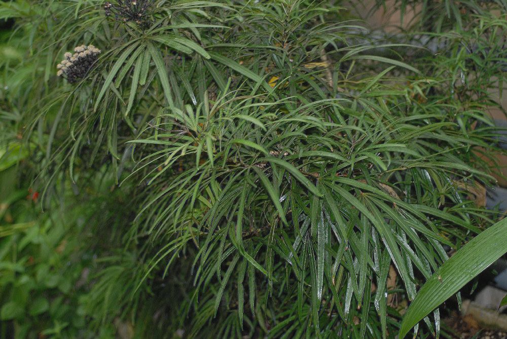 Araliaceae Osmoxylon lineare