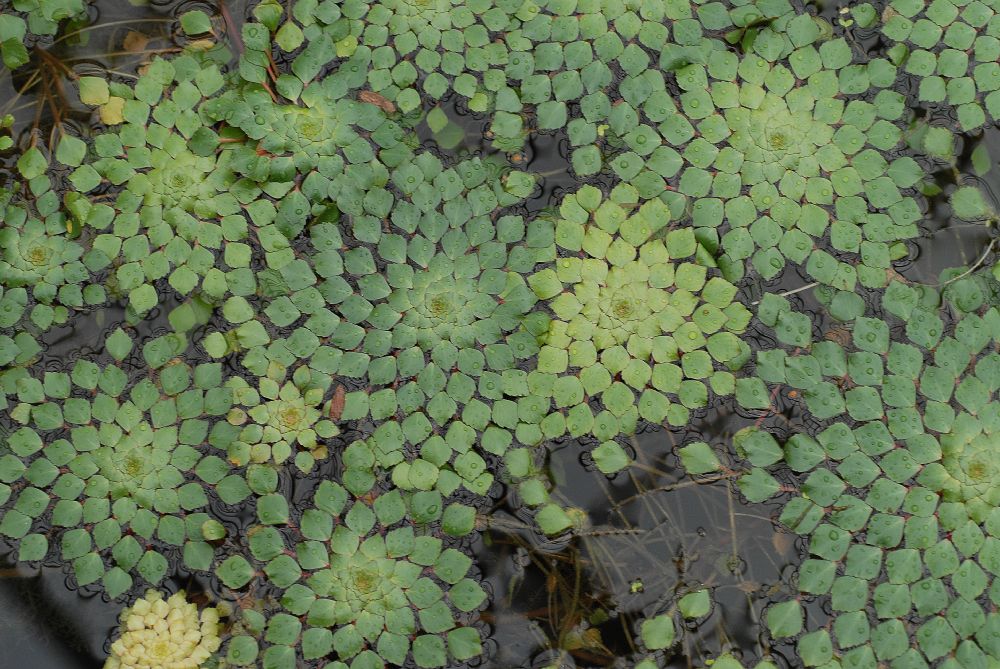 Onagraceae Ludwigia sediodes