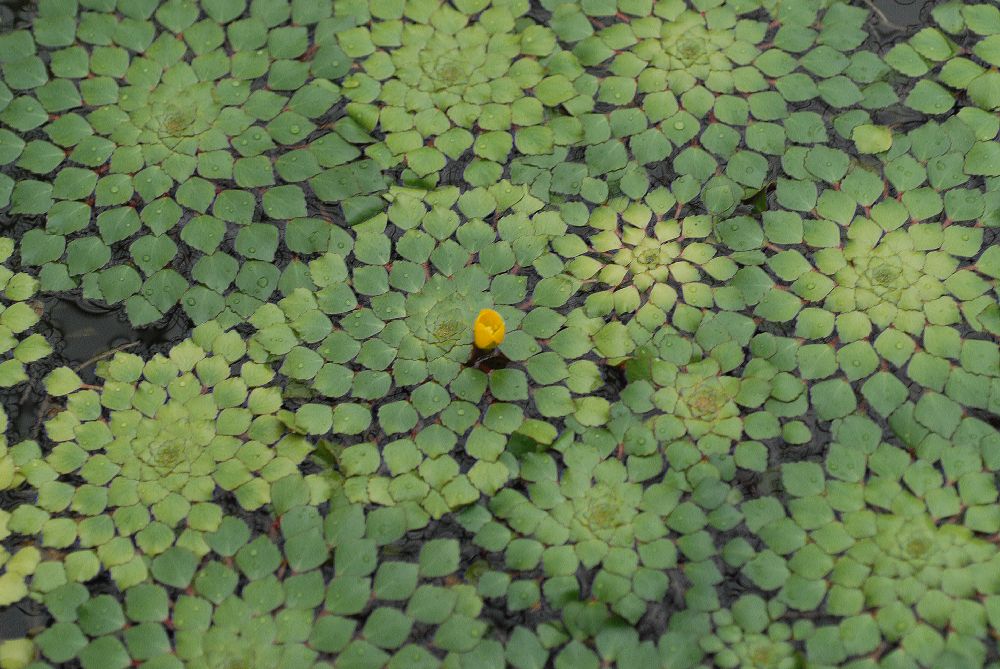 Onagraceae Ludwigia sediodes