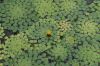 image of Ludwigia sediodes