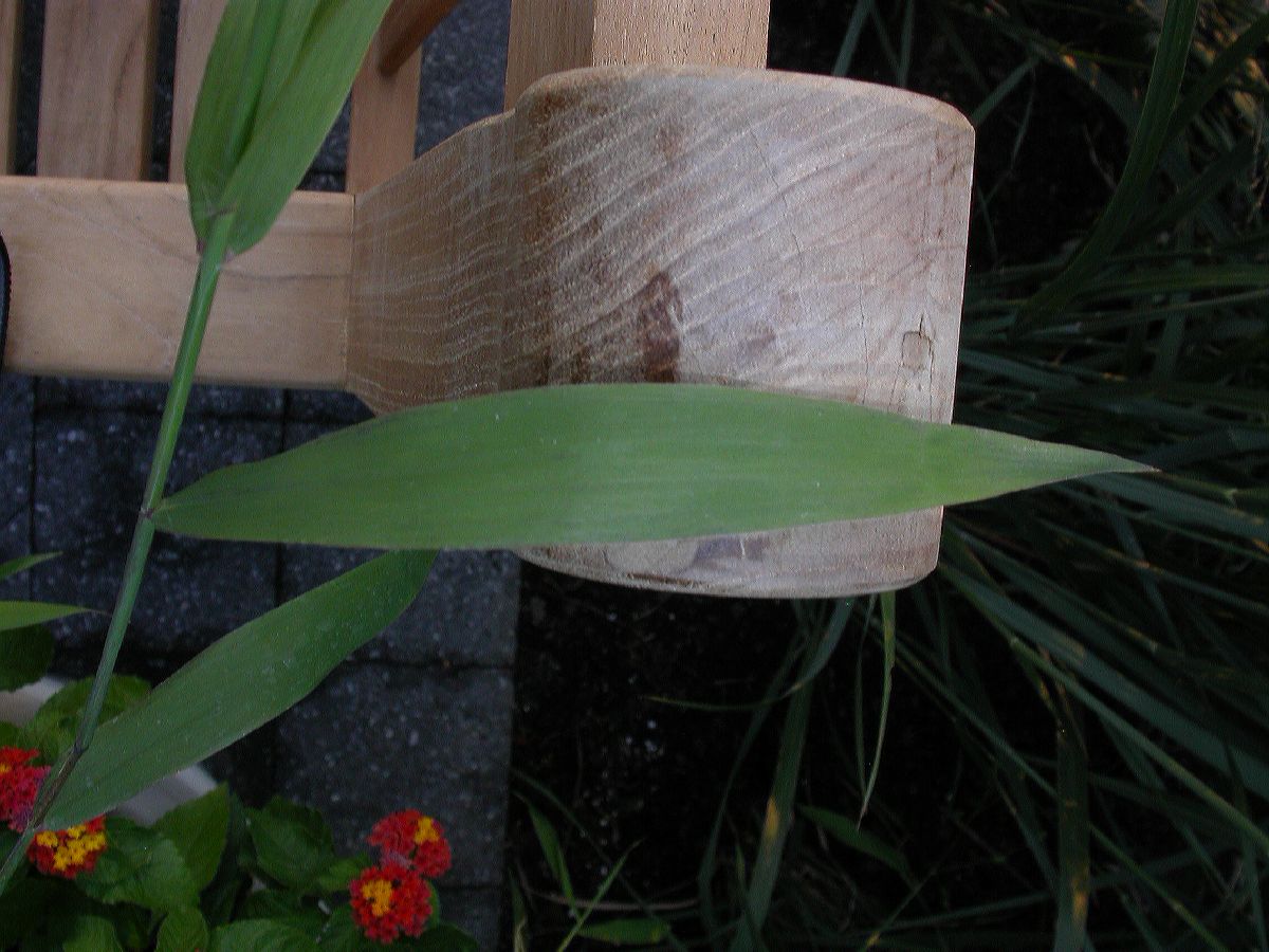 Poaceae Chasmanthium latifolium