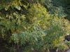 image of Clethra alnifolia