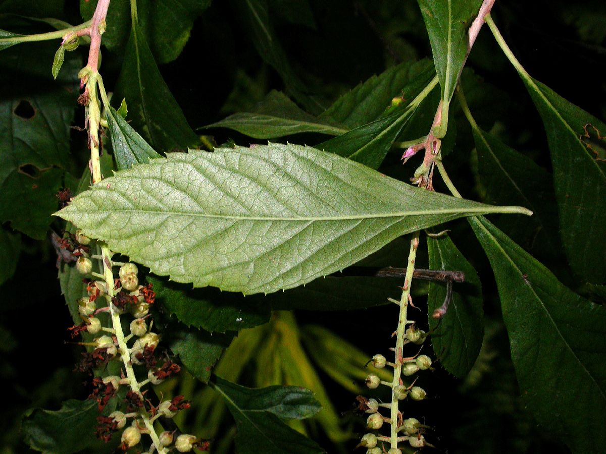 Clethraceae Clethra alnifolia