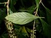 image of Clethra alnifolia