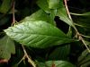 image of Clethra alnifolia