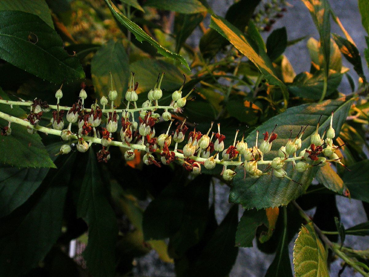 Clethraceae Clethra alnifolia