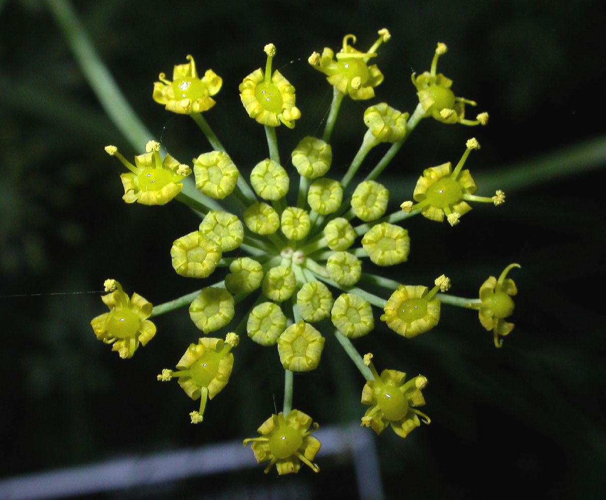 Apiaceae Foeniculum vulgare
