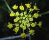 image of Foeniculum vulgare