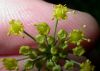 image of Foeniculum vulgare