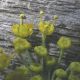 image of Foeniculum vulgare
