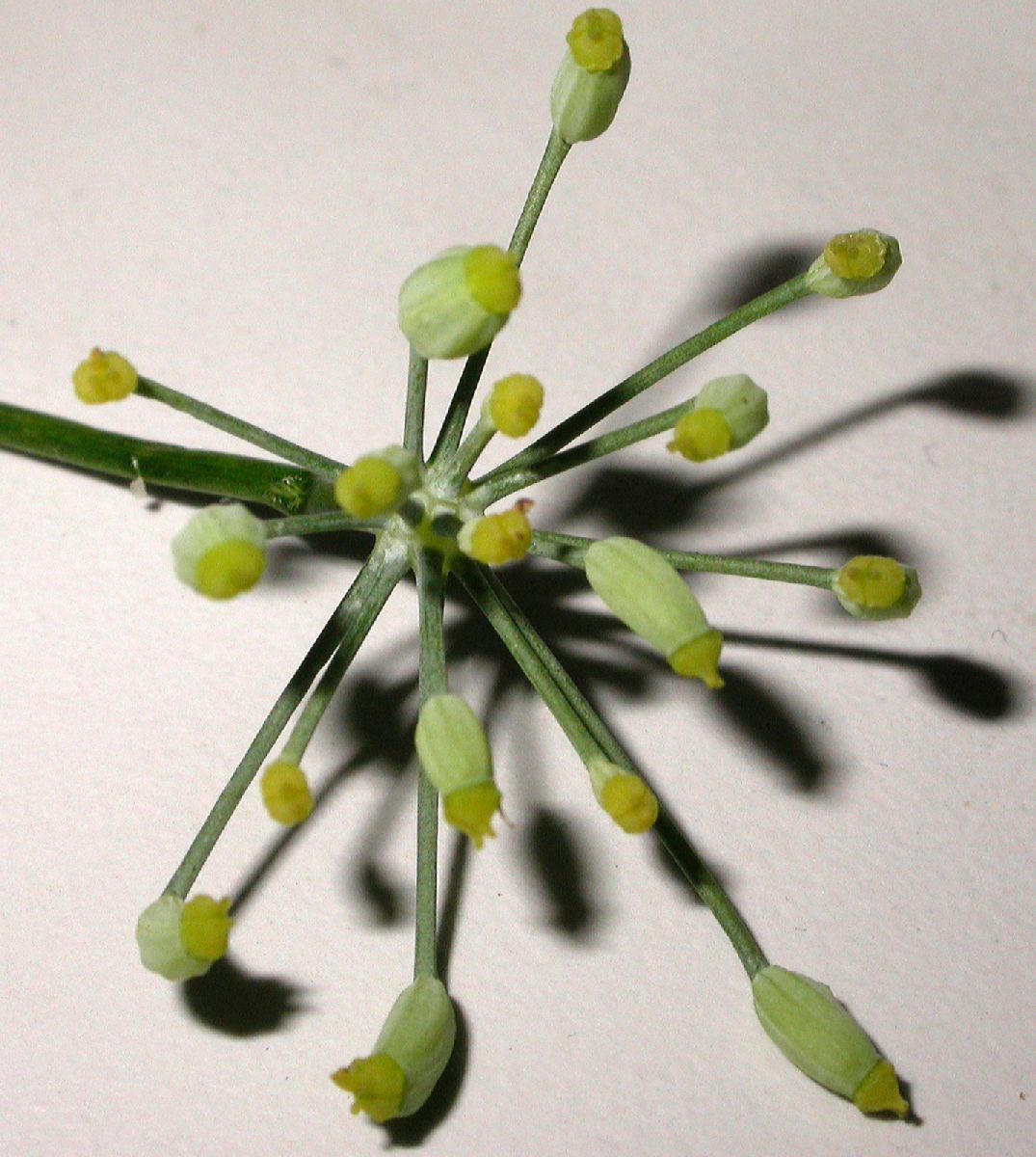 Apiaceae Foeniculum vulgare