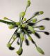 image of Foeniculum vulgare