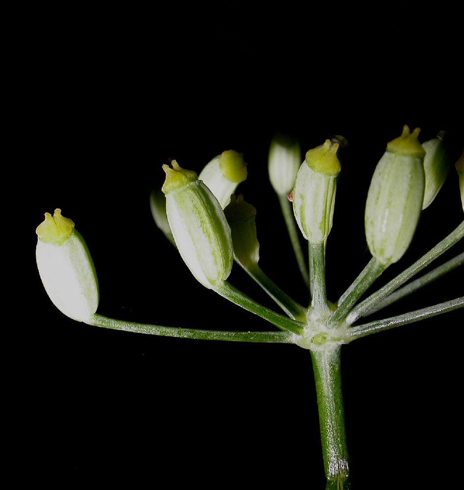 Apiaceae Foeniculum vulgare