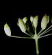 image of Foeniculum vulgare