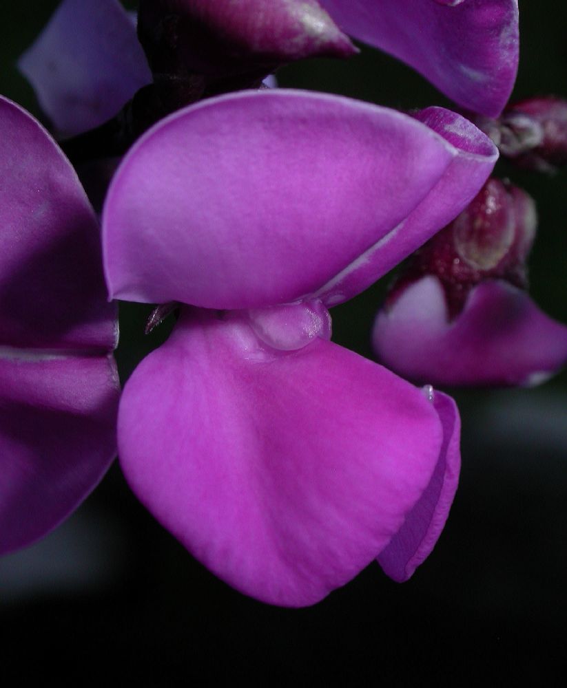 Fabaceae Lablab purpureus