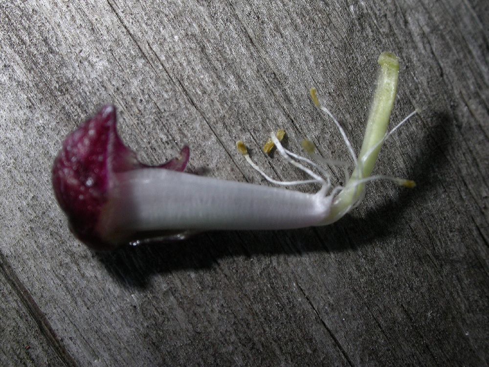 Fabaceae Lablab purpureus