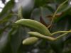 image of Syringa pekinense