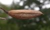 image of Syringa pekinense