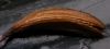 image of Syringa pekinense