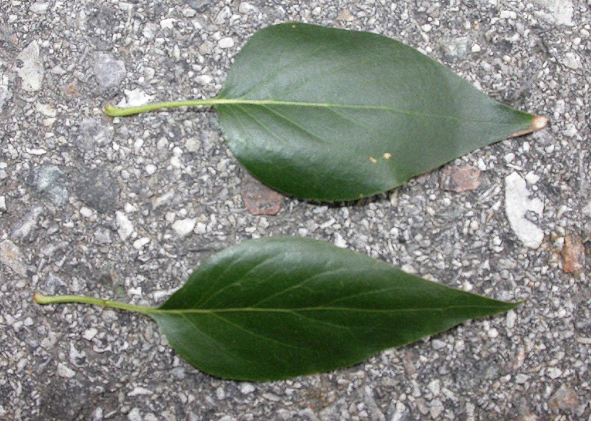Oleaceae Syringa pekinense