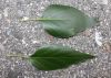image of Syringa pekinense