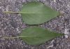 image of Syringa pekinense