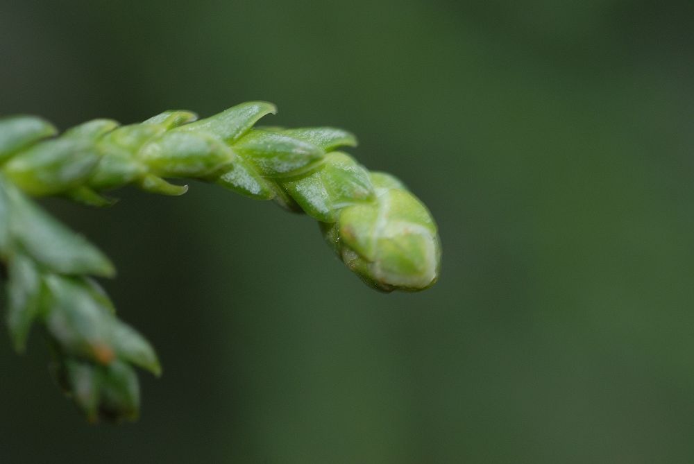 Cupressaceae Athrotaxis laxifolia