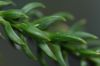 image of Athrotaxis selaginoides