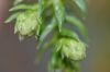 image of Athrotaxis selaginoides