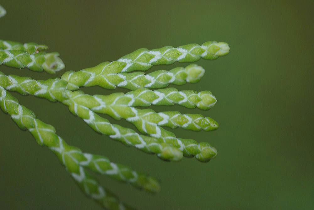 Cupressaceae Juniperus chinesis