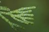 image of Juniperus chinesis