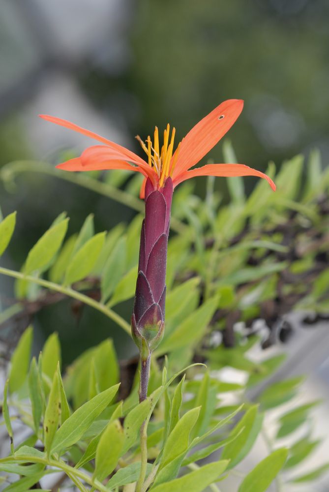 Asteraceae Mutisia acuminata