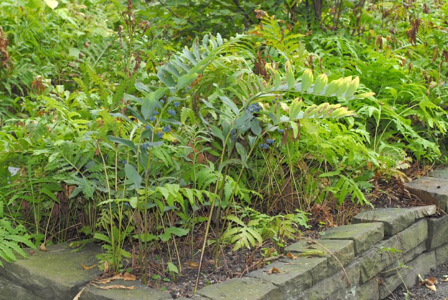 Asparagaceae Polygonatum latifolium