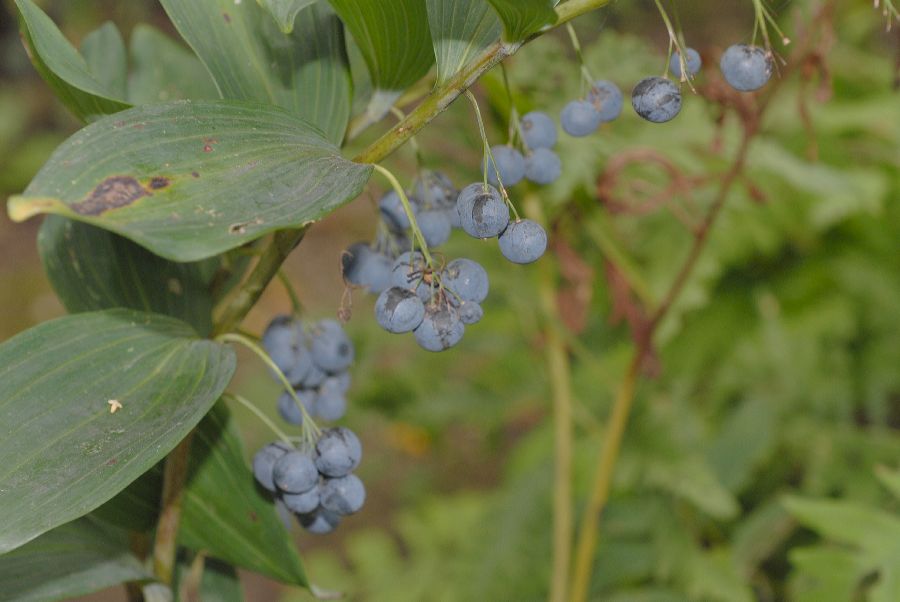 Asparagaceae Polygonatum latifolium