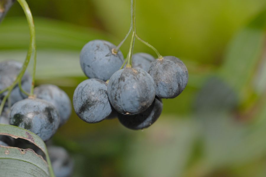 Asparagaceae Polygonatum latifolium