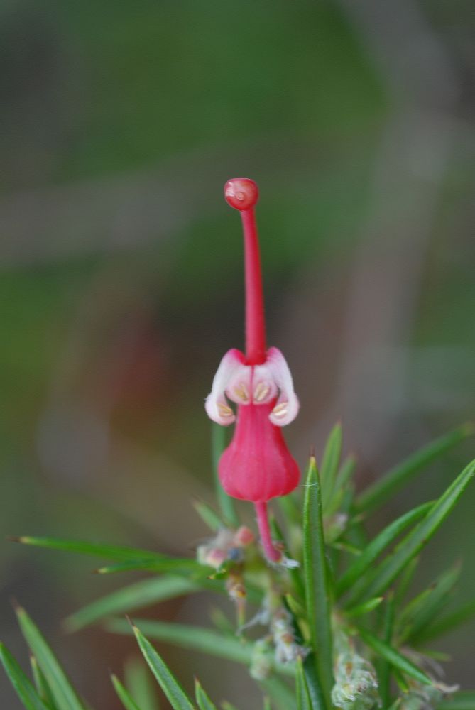 Proteaceae Grevillea juniperina