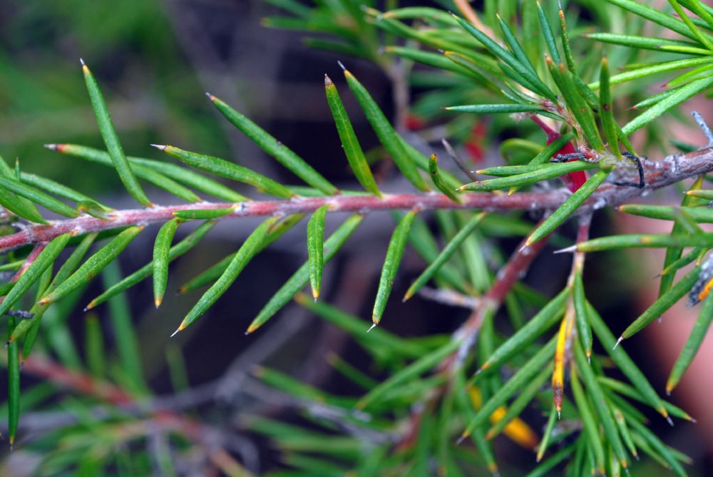 Proteaceae Grevillea juniperina