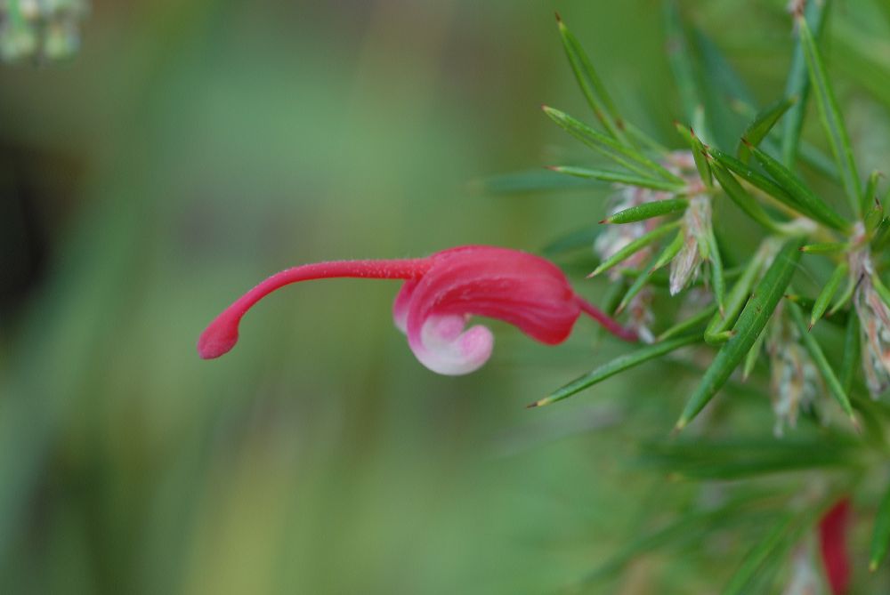 Proteaceae Grevillea juniperina