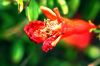 image of Punica granatum