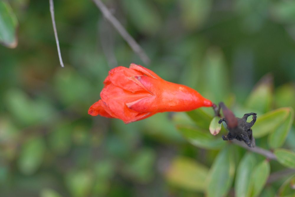 Lythraceae Punica granatum