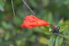 image of Punica granatum